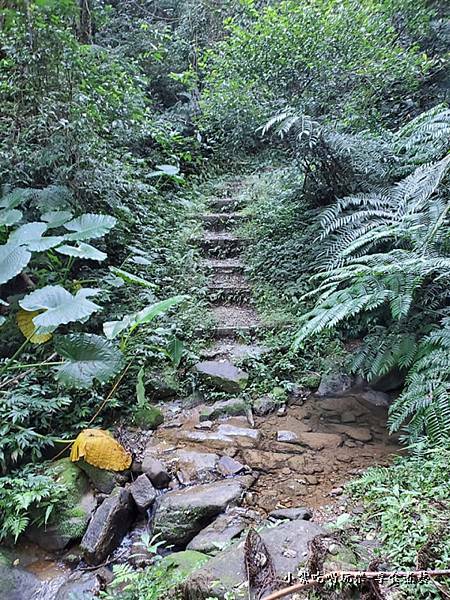 瑪西賞桐步道 (3).jpg