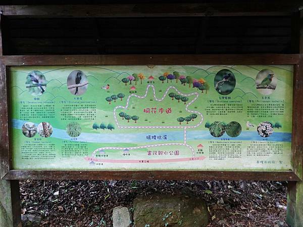 瑪陵桐花步道 (13).JPG