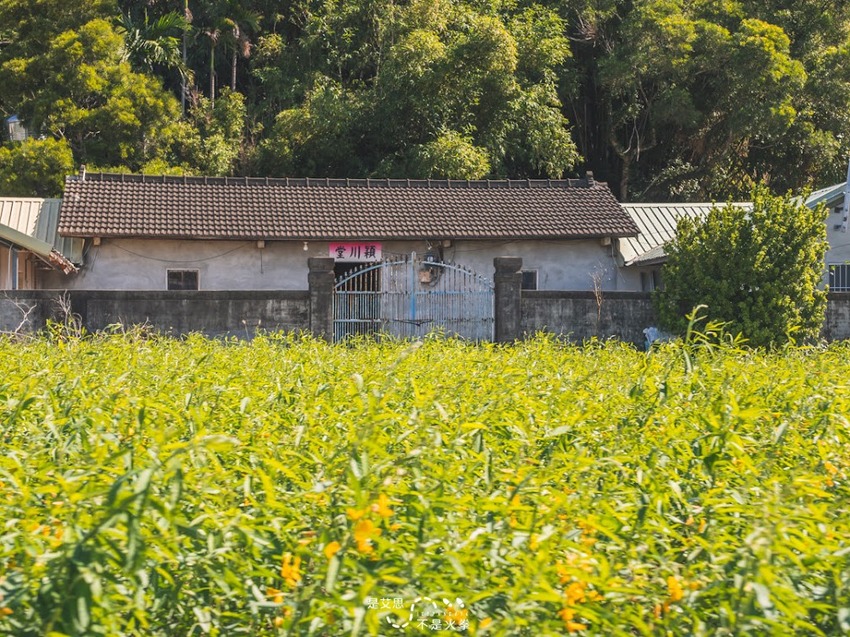 苗栗西湖景點推薦︱欣賞田野好風光 體驗綠色農事 沐浴紫色浪漫
