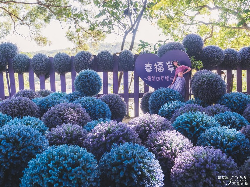 苗栗西湖景點推薦︱欣賞田野好風光 體驗綠色農事 沐浴紫色浪漫