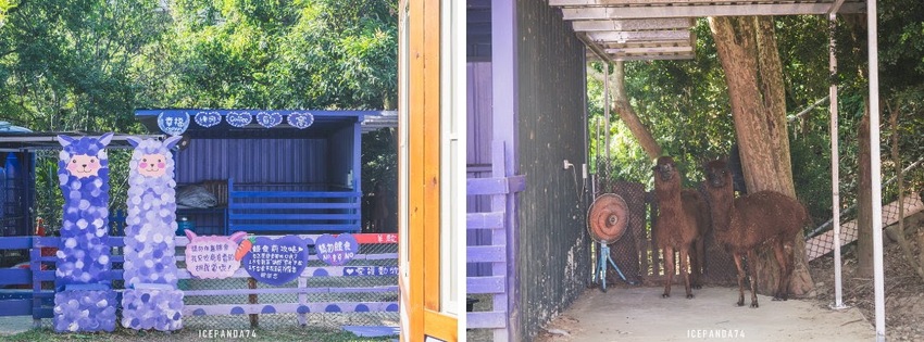 苗栗西湖景點推薦︱欣賞田野好風光 體驗綠色農事 沐浴紫色浪漫