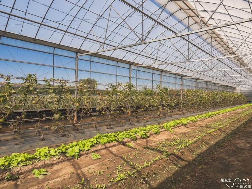 苗栗西湖景點推薦︱欣賞田野好風光 體驗綠色農事 沐浴紫色浪漫