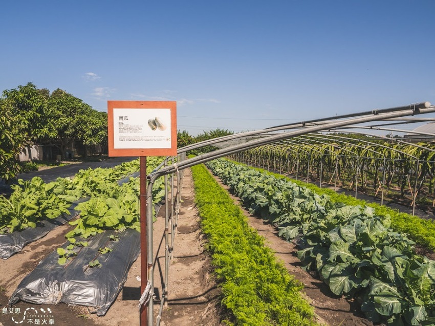 苗栗西湖景點推薦︱欣賞田野好風光 體驗綠色農事 沐浴紫色浪漫