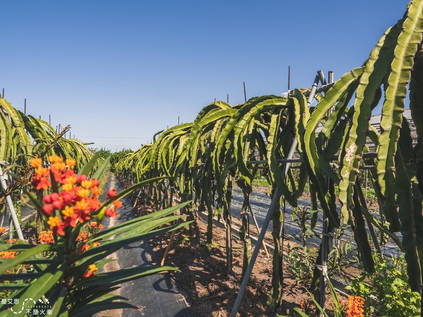 苗栗西湖景點推薦︱欣賞田野好風光 體驗綠色農事 沐浴紫色浪漫