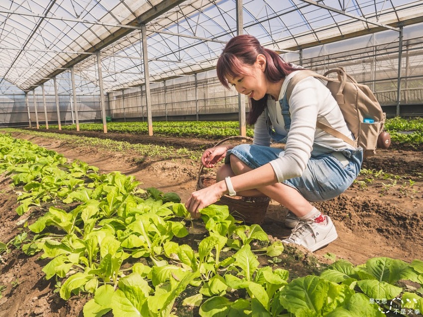 苗栗西湖景點推薦︱欣賞田野好風光 體驗綠色農事 沐浴紫色浪漫
