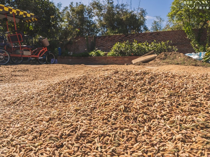 苗栗西湖景點推薦︱欣賞田野好風光 體驗綠色農事 沐浴紫色浪漫