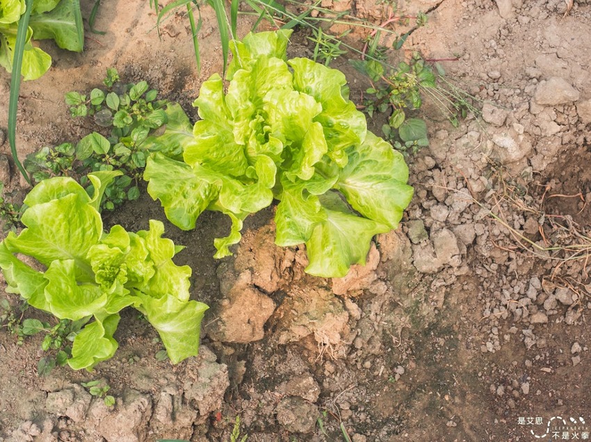 苗栗西湖景點推薦︱欣賞田野好風光 體驗綠色農事 沐浴紫色浪漫