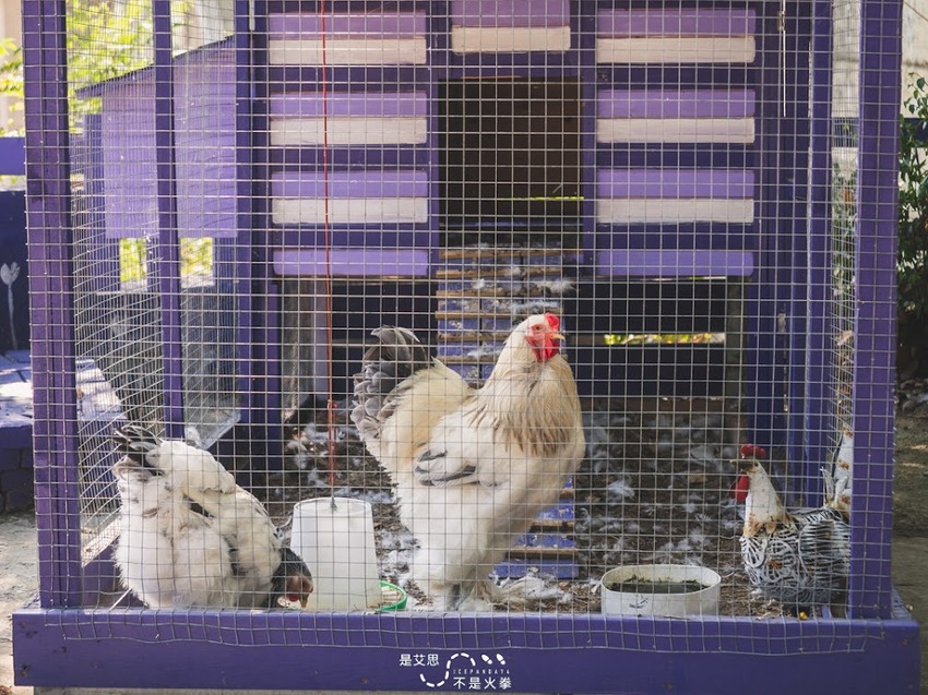 苗栗西湖景點推薦︱欣賞田野好風光 體驗綠色農事 沐浴紫色浪漫