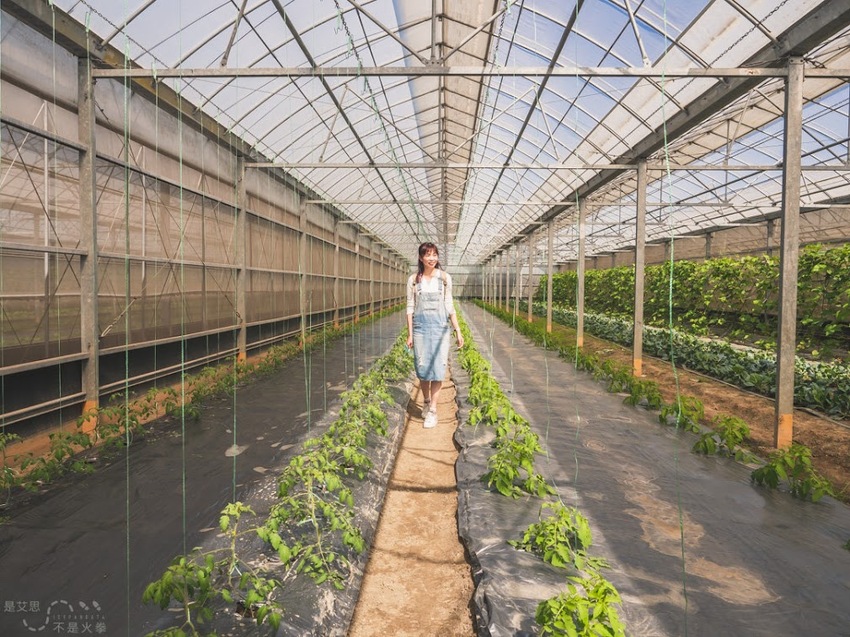 苗栗西湖景點推薦︱欣賞田野好風光 體驗綠色農事 沐浴紫色浪漫