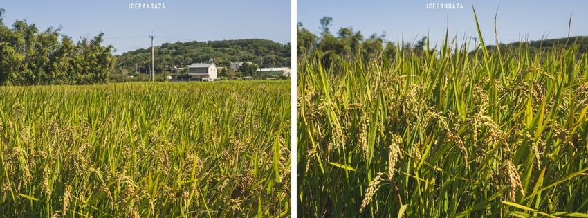 苗栗西湖景點推薦︱欣賞田野好風光 體驗綠色農事 沐浴紫色浪漫