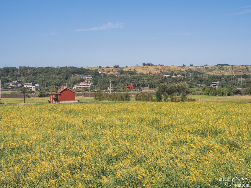 苗栗西湖景點推薦︱欣賞田野好風光 體驗綠色農事 沐浴紫色浪漫