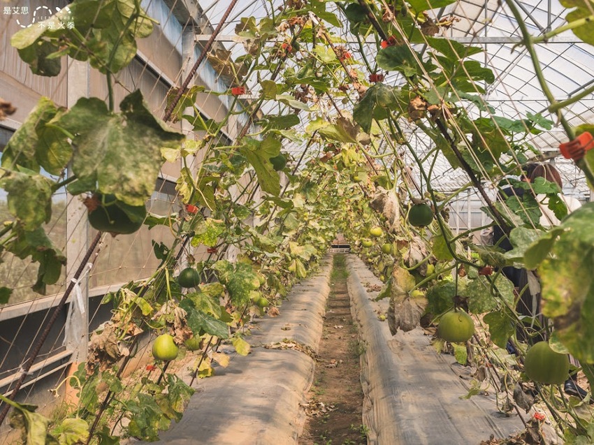 苗栗西湖景點推薦︱欣賞田野好風光 體驗綠色農事 沐浴紫色浪漫