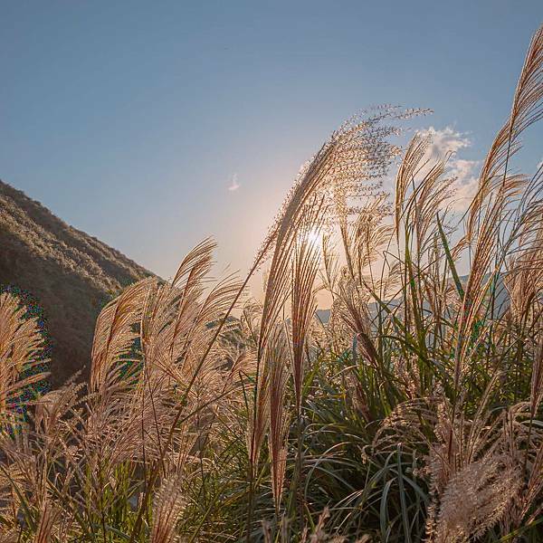 台北 北投區 陽明山(冷水坑、小油坑) 芒草季 18.jpeg