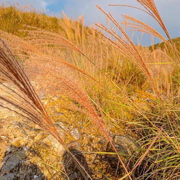 台北 北投區 陽明山(冷水坑、小油坑) 芒草季 17.jpeg