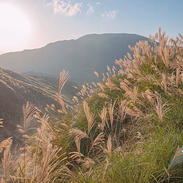 台北 北投區 陽明山(冷水坑、小油坑) 芒草季 14.jpeg