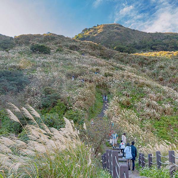 台北 北投區 陽明山(冷水坑、小油坑) 芒草季 6.jpeg