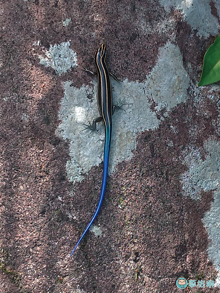 大屯山1    23.png