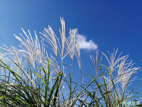 大屯山1    11.png