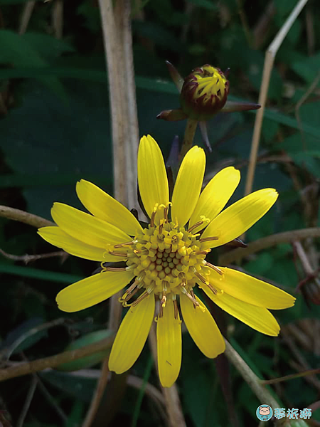 大屯山1    24.png