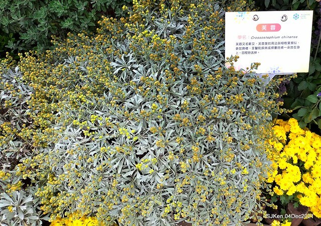 士林官邸2021「菊來運轉」花展 (Shilin Residence Chrysanthesmum Festival), Nov 26 ~ Dec 12, 2021, Taipei, Taiwan, SJKen, Dec 4, 2021.