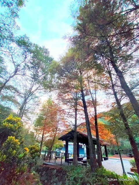 Larix pine garden plaza at Nangang, Taipei, Taiwan, SJKen, Dec 10, 2021.