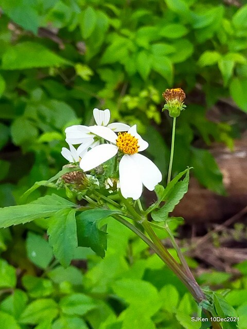 Larix pine garden plaza at Nangang, Taipei, Taiwan, SJKen, Dec 10, 2021.