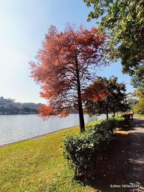 Larix pine at Bi-Hu garden, Taipei, Taiwan, SJKen, Dec 16,2021.