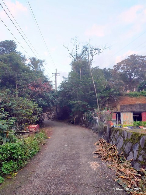 Larix pine garden plaza at Nangang, Taipei, Taiwan, SJKen, Dec 10, 2021.