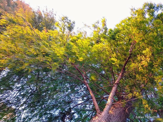 Larix pine trail nearby Fuxinggang metro station, Taipei, Taiwan, SJKen, Dec 11, 2021.
