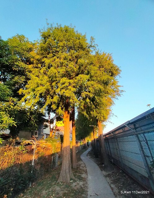 Larix pine trail nearby Fuxinggang metro station, Taipei, Taiwan, SJKen, Dec 11, 2021.