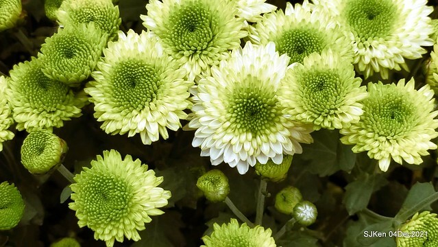 士林官邸2021「菊來運轉」花展 (Shilin Residence Chrysanthesmum Festival), Nov 26 ~ Dec 12, 2021, Taipei, Taiwan, SJKen, Dec 4, 2021.