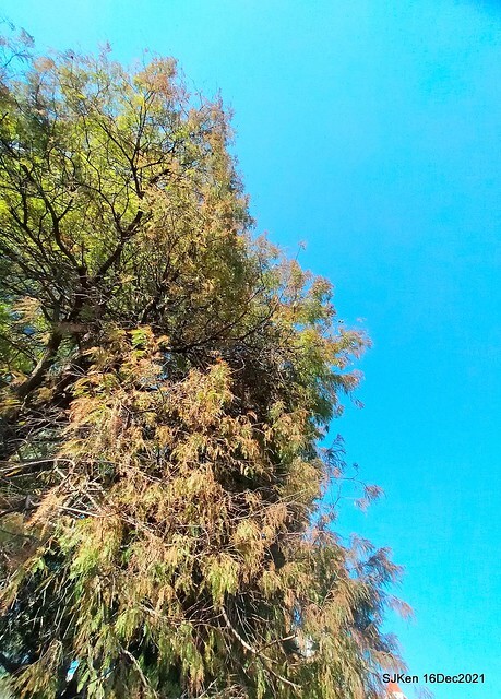 Larix pine at Bi-Hu garden, Taipei, Taiwan, SJKen, Dec 16,2021.