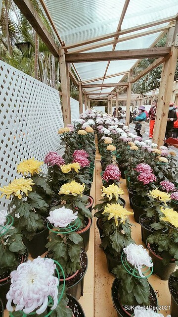 士林官邸2021「菊來運轉」花展 (Shilin Residence Chrysanthesmum Festival), Nov 26 ~ Dec 12, 2021, Taipei, Taiwan, SJKen, Dec 4, 2021.