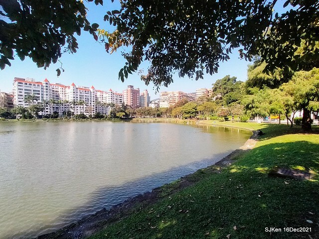 Larix pine at Bi-Hu garden, Taipei, Taiwan, SJKen, Dec 16,2021.