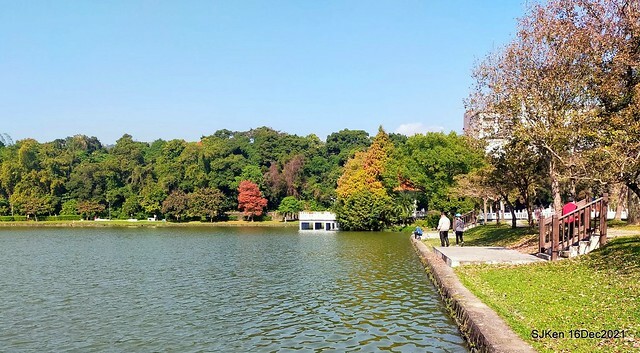Larix pine at Bi-Hu garden, Taipei, Taiwan, SJKen, Dec 16,2021.