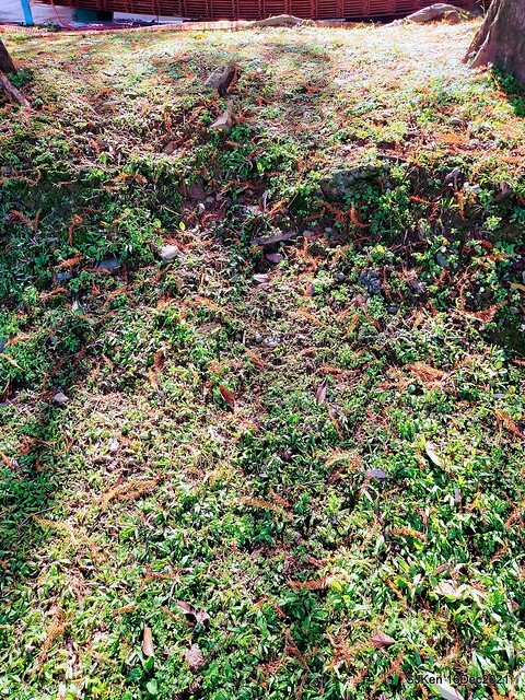 Larix pine at Bi-Hu garden, Taipei, Taiwan, SJKen, Dec 16,2021.