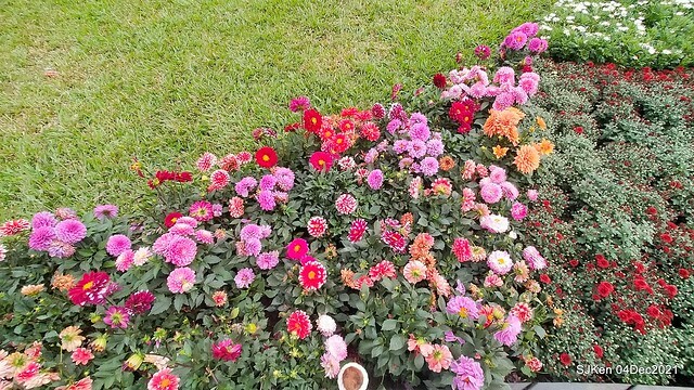 士林官邸2021「菊來運轉」花展 (Shilin Residence Chrysanthesmum Festival), Nov 26 ~ Dec 12, 2021, Taipei, Taiwan, SJKen, Dec 4, 2021.