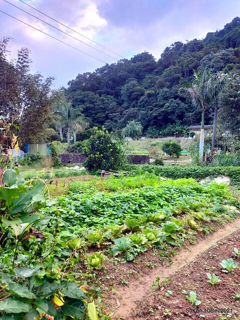 Larix pine garden plaza at Nangang, Taipei, Taiwan, SJKen, Dec 10, 2021.