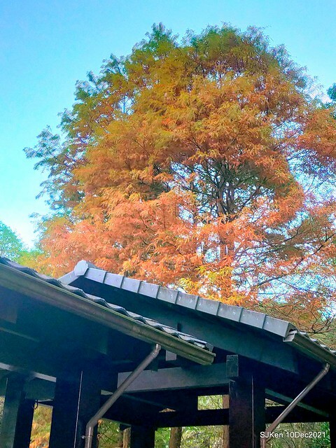 Larix pine garden plaza at Nangang, Taipei, Taiwan, SJKen, Dec 10, 2021.