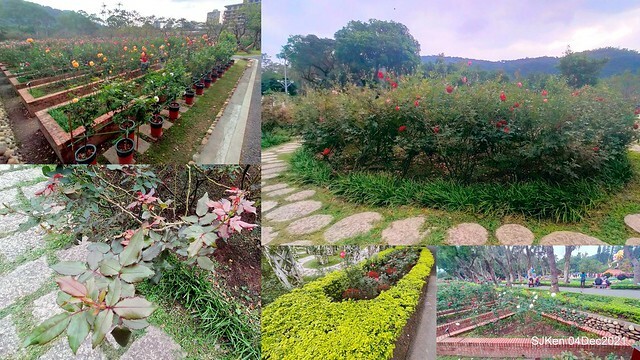 士林官邸2021「菊來運轉」花展 (Shilin Residence Chrysanthesmum Festival), Nov 26 ~ Dec 12, 2021, Taipei, Taiwan, SJKen, Dec 4, 2021.