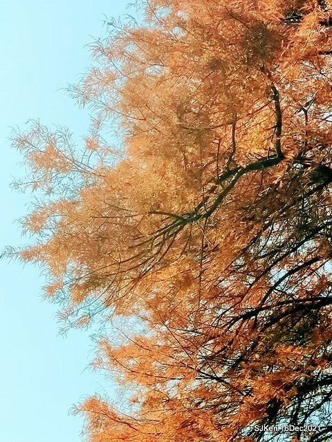 Larix pine at Bi-Hu garden, Taipei, Taiwan, SJKen, Dec 16,2021.
