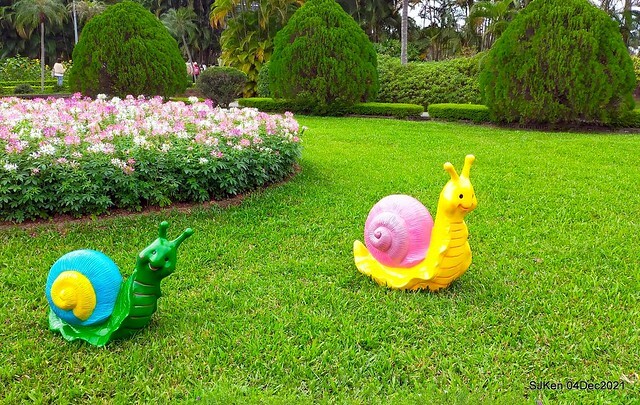 士林官邸2021「菊來運轉」花展 (Shilin Residence Chrysanthesmum Festival), Nov 26 ~ Dec 12, 2021, Taipei, Taiwan, SJKen, Dec 4, 2021.