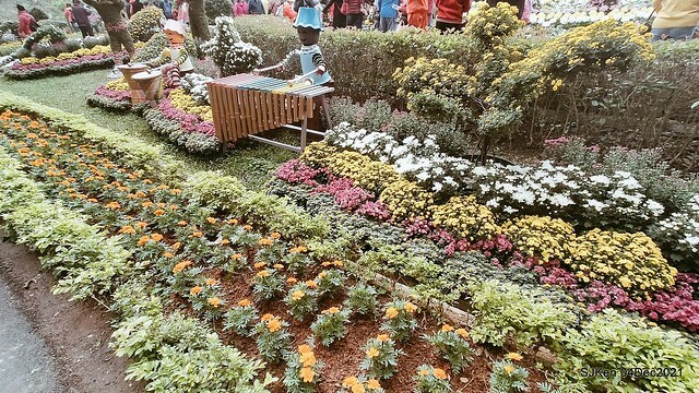 士林官邸2021「菊來運轉」花展 (Shilin Residence Chrysanthesmum Festival), Nov 26 ~ Dec 12, 2021, Taipei, Taiwan, SJKen, Dec 4, 2021.