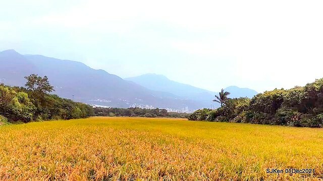 2021「熊愛關渡」稻草裝置藝術展(Bear art exhibition at Kuandu , Taipei, Taiwan, SJKen, Dec 1, 2021.