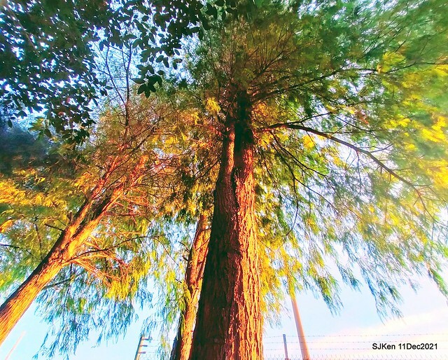 Larix pine trail nearby Fuxinggang metro station, Taipei, Taiwan, SJKen, Dec 11, 2021.