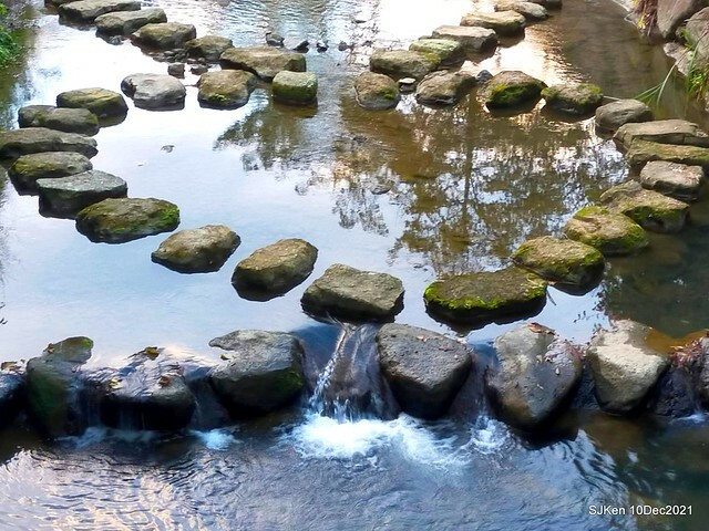 Larix pine garden plaza at Nangang, Taipei, Taiwan, SJKen, Dec 10, 2021.