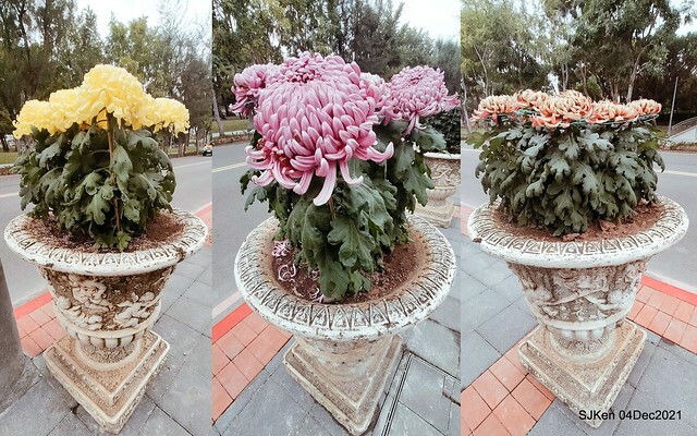 士林官邸2021「菊來運轉」花展 (Shilin Residence Chrysanthesmum Festival), Nov 26 ~ Dec 12, 2021, Taipei, Taiwan, SJKen, Dec 4, 2021.