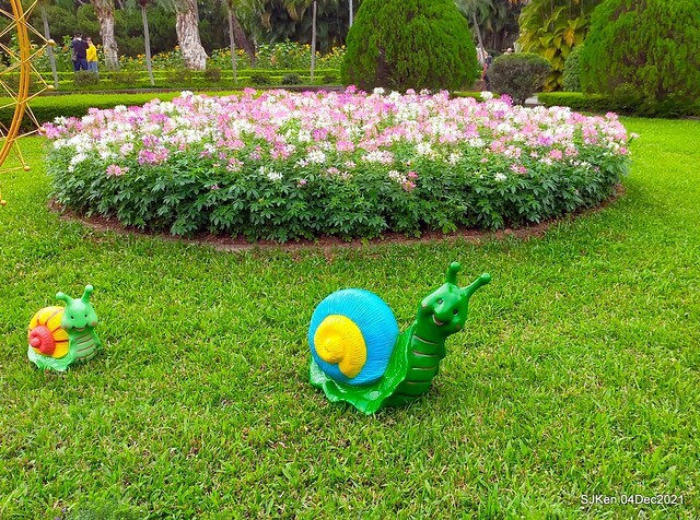 士林官邸2021「菊來運轉」花展 (Shilin Residence Chrysanthesmum Festival), Nov 26 ~ Dec 12, 2021, Taipei, Taiwan, SJKen, Dec 4, 2021.