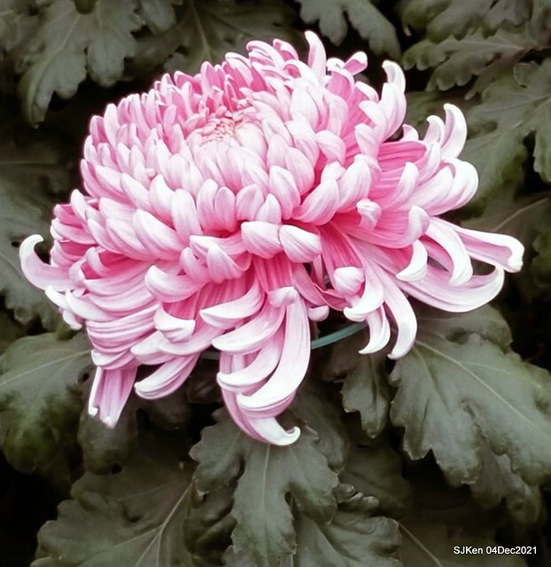 士林官邸2021「菊來運轉」花展 (Shilin Residence Chrysanthesmum Festival), Nov 26 ~ Dec 12, 2021, Taipei, Taiwan, SJKen, Dec 4, 2021.