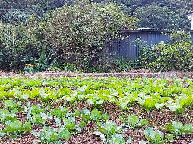 Larix pine garden plaza at Nangang, Taipei, Taiwan, SJKen, Dec 10, 2021.